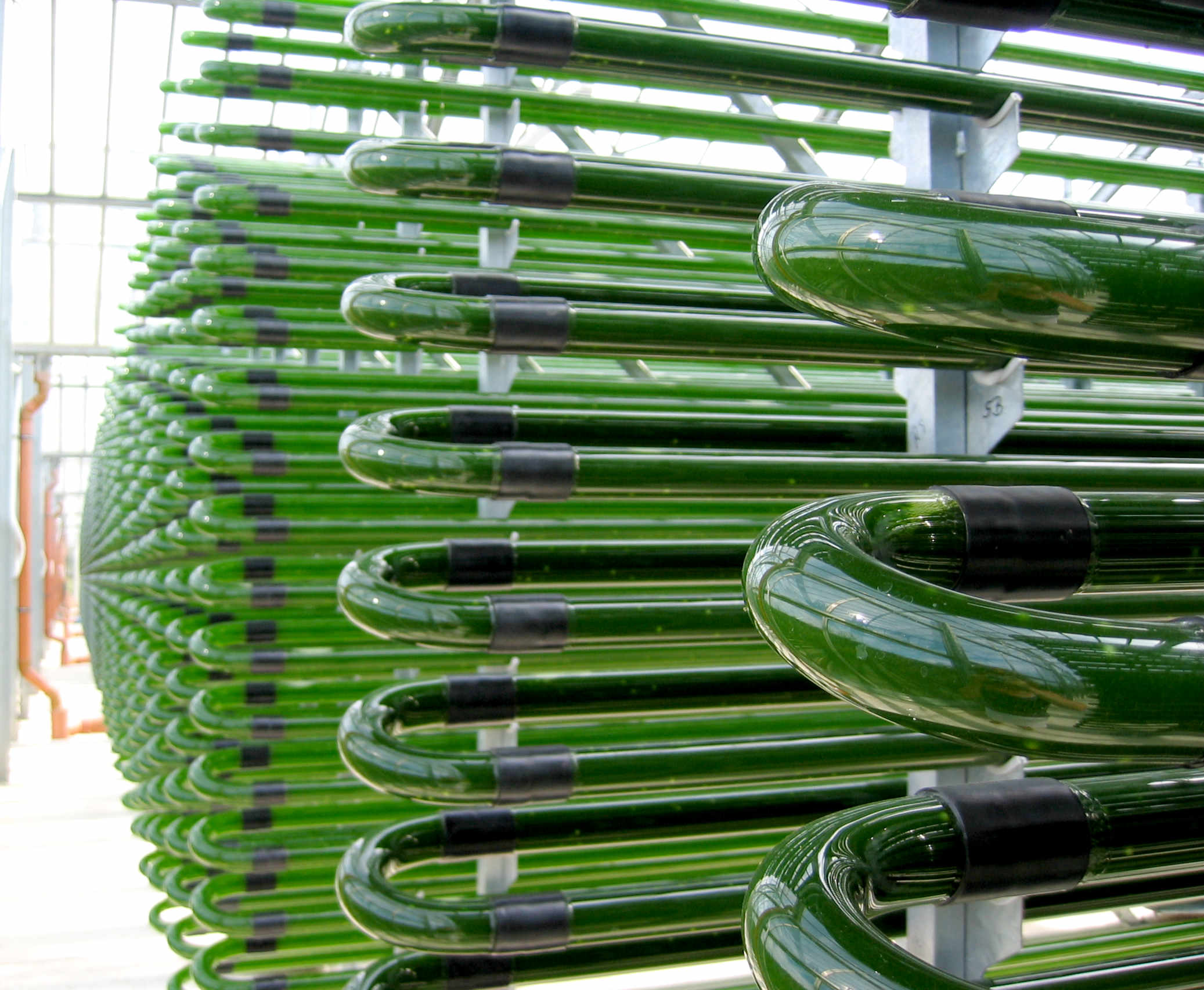 Algal oil production - sample application